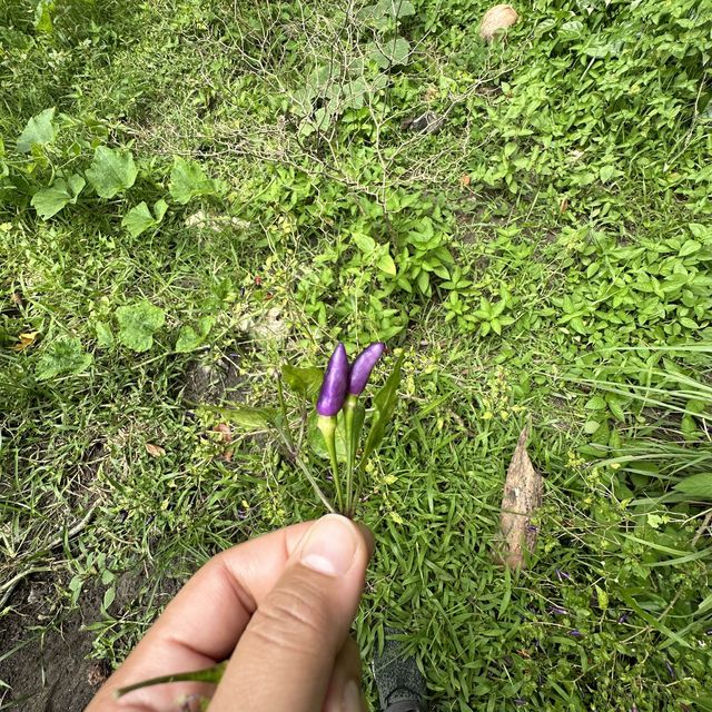 Purple chili at samal island Davao city