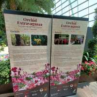 Orchid Extravaganza at Flower Dome 