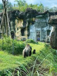 《台北》動物夏夏叫 暑假才能體驗的夜間活動-台北市立動物園