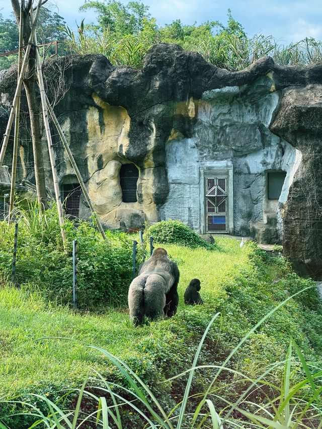 《台北》動物夏夏叫 暑假才能體驗的夜間活動-台北市立動物園