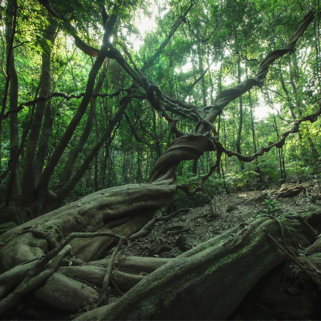 香港🇭🇰 ｜🌟香港最大巨藤🌲 - 松仔園藤王