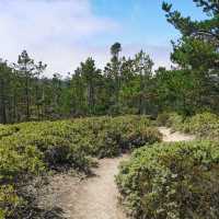 The 17-Mile Drive