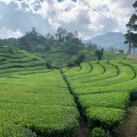 A beautiful tea garden 🪴 in Bandung 🍀