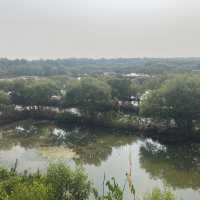 スラバヤ　マングローブ公園【Wisata Mangrove Gunung Anyar】