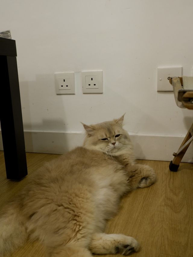 英短🐈Baby Cafe，輕鬆寫意嘆意粉🍝 