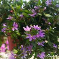 คาเฟ่กลางทุ่งนา นครนายก