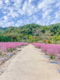 서울 근교 핑크뮬리 명소 🌸평강랜드