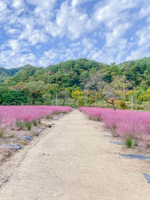 서울 근교 핑크뮬리 명소 🌸평강랜드