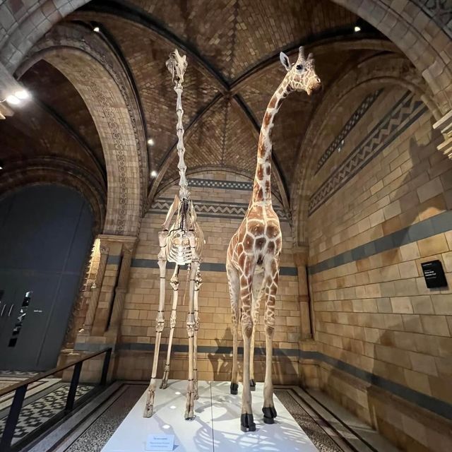 Natural History Museum 