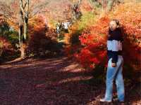 Panoramic view of Mt. Fuji (fall edition)