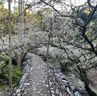 台中新社梅花隧道