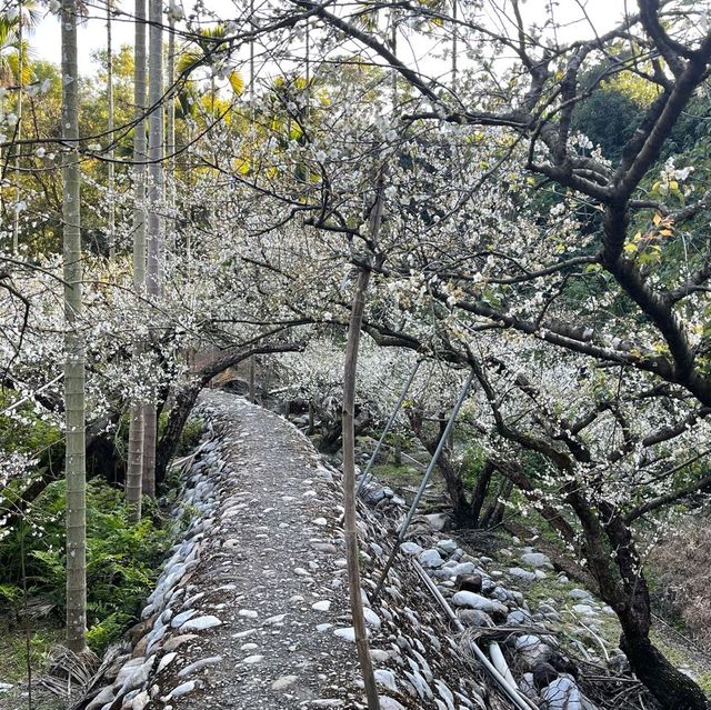 台中新社梅花隧道