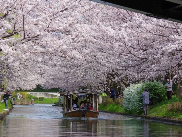 【京都市】桜 x 川 x 舟の風情🌸
