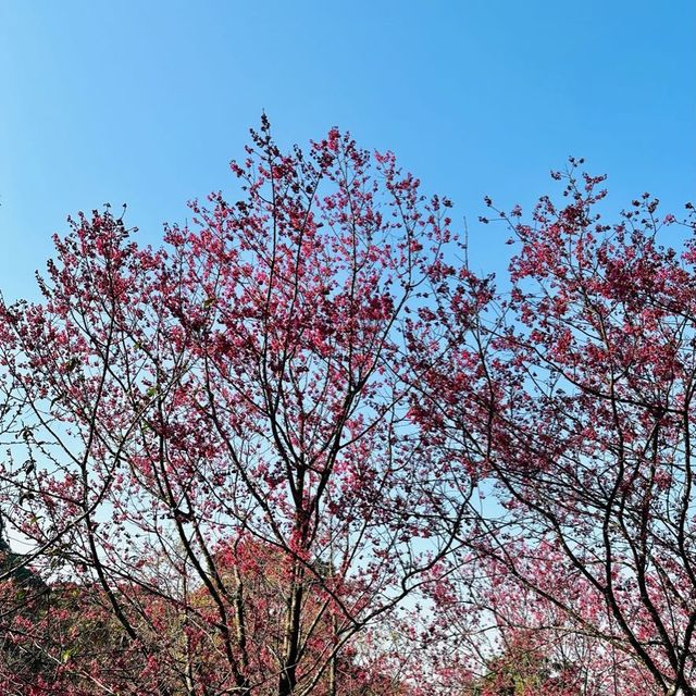 期間限定🌸 嘉道理農場賞花🌸睇紅葉🍁睇動物🦩