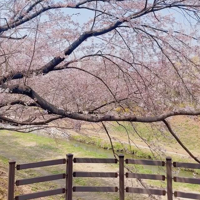 핫한 청리단길 근처 떠오르는 인천 벚꽃🌸명소 굴포공원