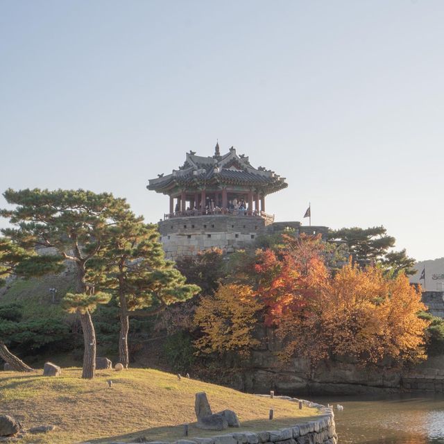 수원 방화수류정 근처에 있는 억새포토존 🌾✨