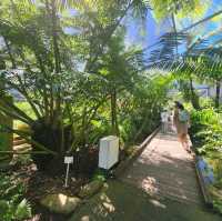 Mount Coot-Tha