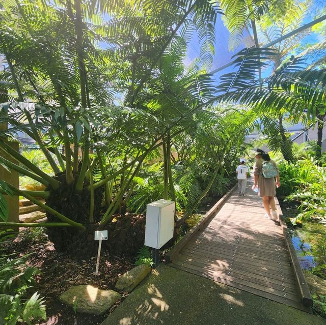 Mount Coot-Tha