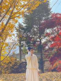가을이 되면 더 예쁜, 청주 은행나무 뷰 카페💛