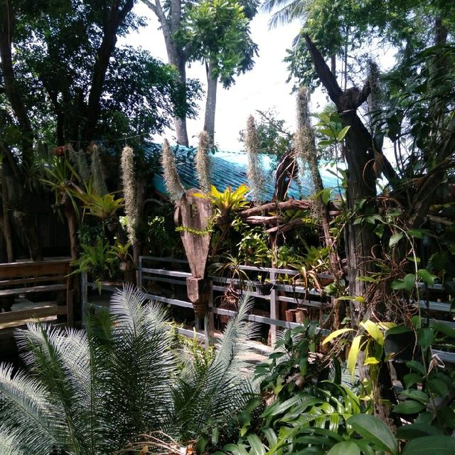 สวนป่าตากา อำเภอวังเจ้า
