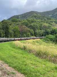 【世界の車窓から】キュランダ鉄道やコアラお触りで自然満喫🐨🌿
