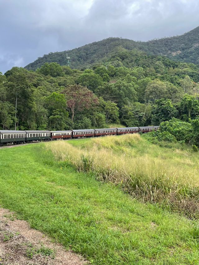 【世界の車窓から】キュランダ鉄道やコアラお触りで自然満喫🐨🌿