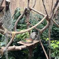 全新動物展館「樹懶與好友」