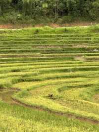 Puluong terraced fields