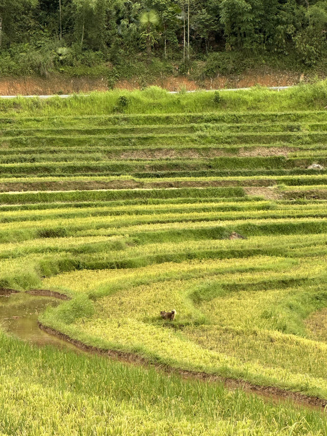 Puluong terraced fields