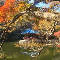 Autumn view of Naejangsan National Park 