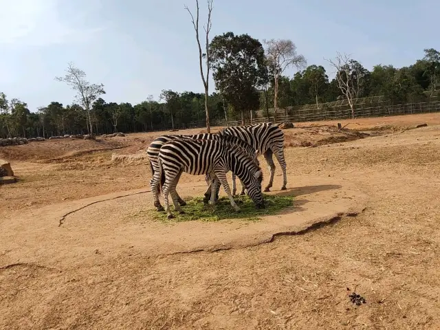 越南富國島 非洲Safari動物園