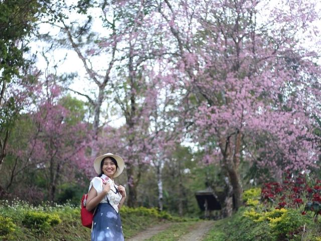 พญาเสือโคร่งบานสะพรั่ง@หน่วยจัดการต้นน้ำหงาว-งาว