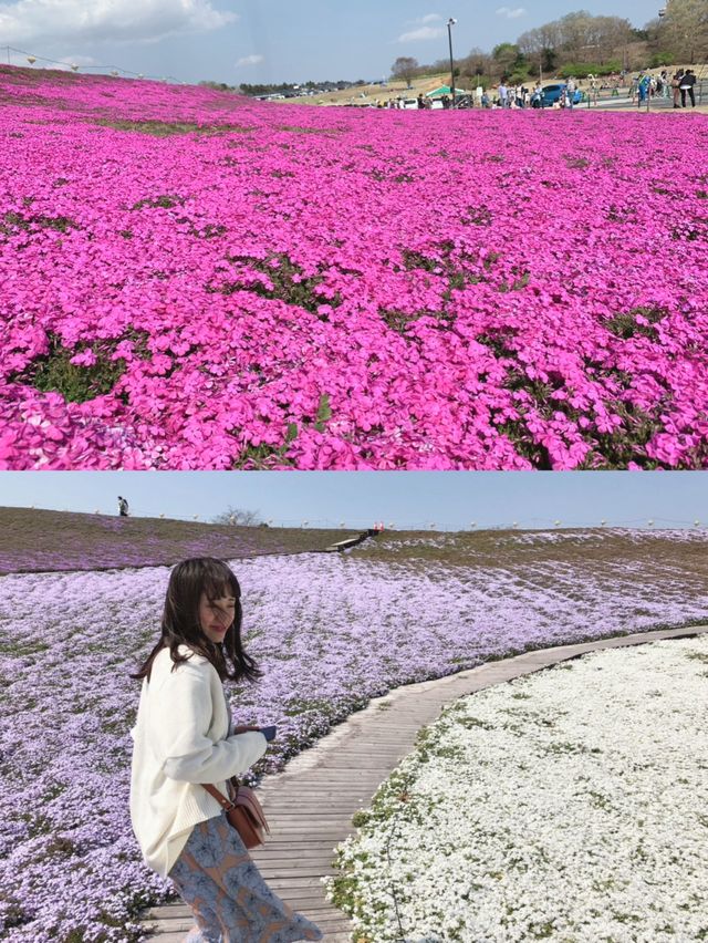 春に行きたい🌷芝桜でお花見ピクニック👫💓🌼【千葉】