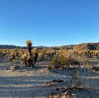 Spontaneous trip to Joshua Tree