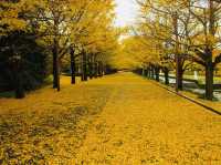 Golden Leaves in Autumn