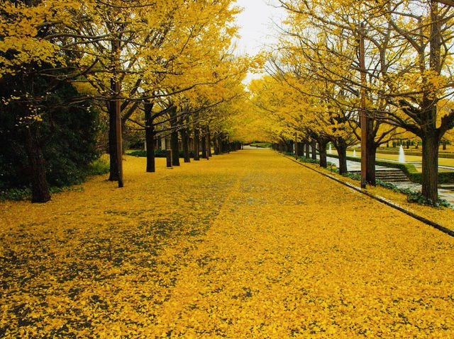 Golden Leaves in Autumn