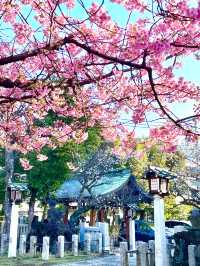 【新宿下落合氷川神社/東京都】歴史深い神社と河津桜