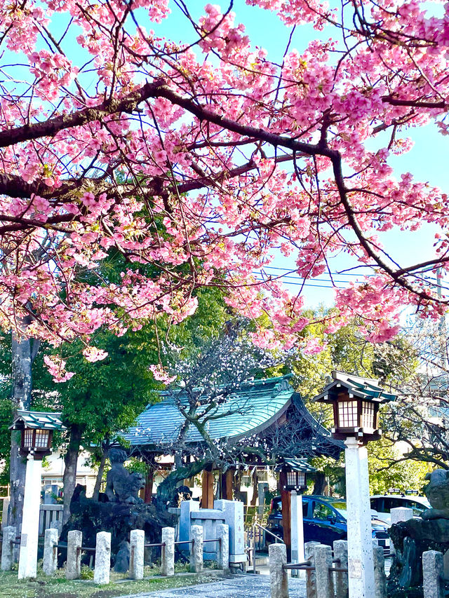 【新宿下落合氷川神社/東京都】歴史深い神社と河津桜