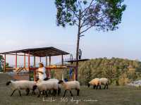 Merino Sheep Farm น้องแกะน่ารัก 