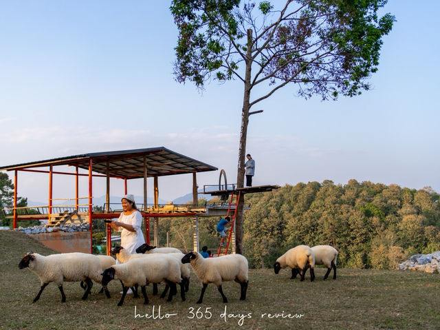 Merino Sheep Farm น้องแกะน่ารัก 
