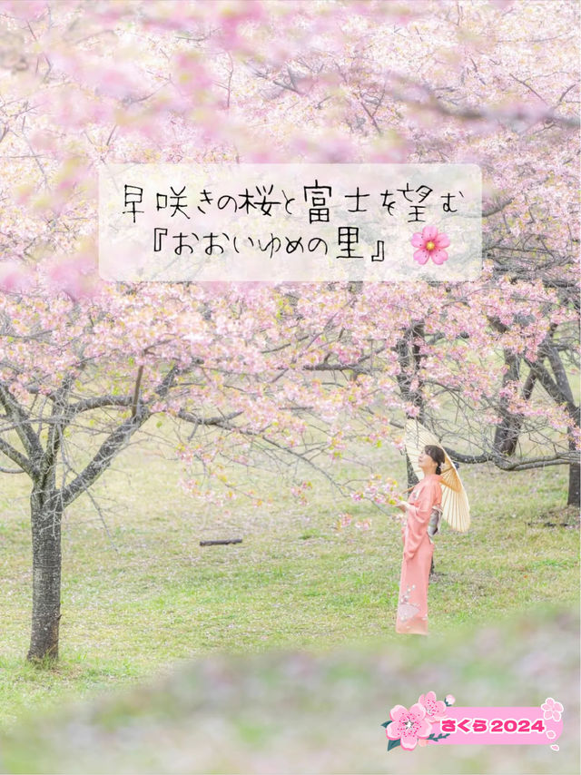 早咲きの桜と富士を望む『おおいゆめの里』🌸