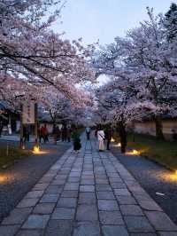 【京都×桜】2日限定開催の夜桜絶景✨樹齢180年のしだれ桜は圧巻🤩※チケット購入の注意点付き