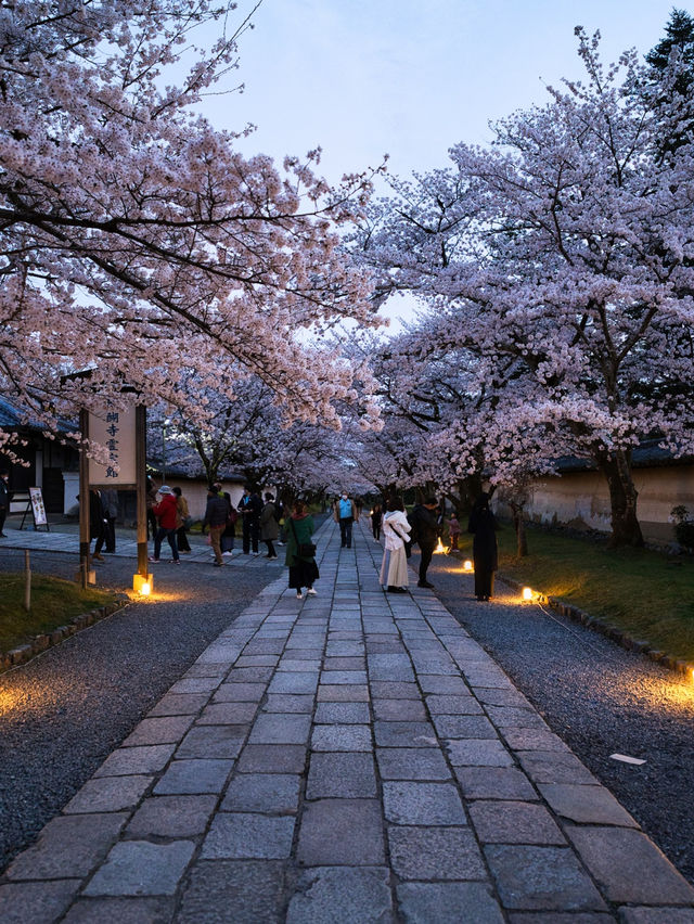 【京都×桜】2日限定開催の夜桜絶景✨樹齢180年のしだれ桜は圧巻🤩※チケット購入の注意点付き