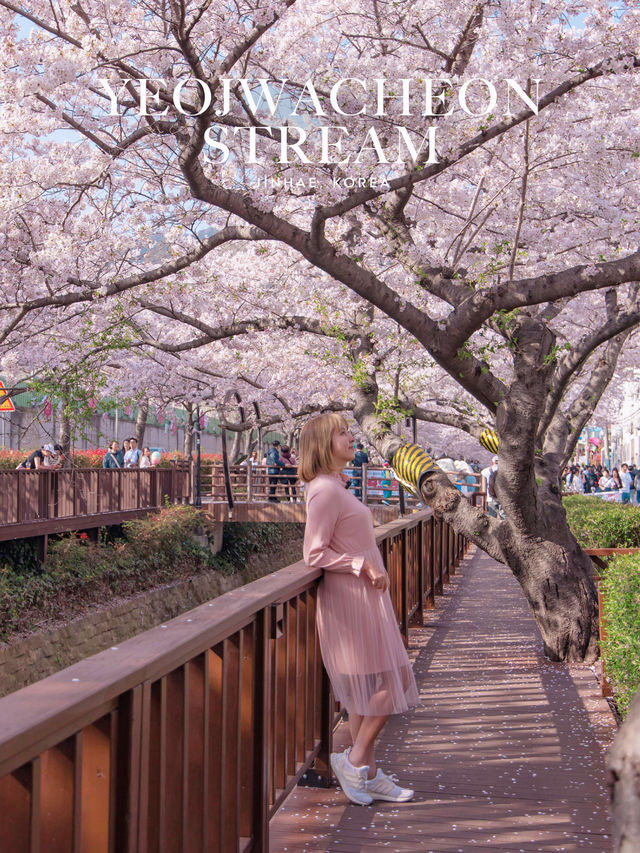 Yeojwacheon Stream จุดชมพ็อตกตเกาหลีกว่า 4 แสนต้น