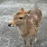 「斑比山丘」觀光農場：$200門票，感受自然和平共處。適合平日遊玩