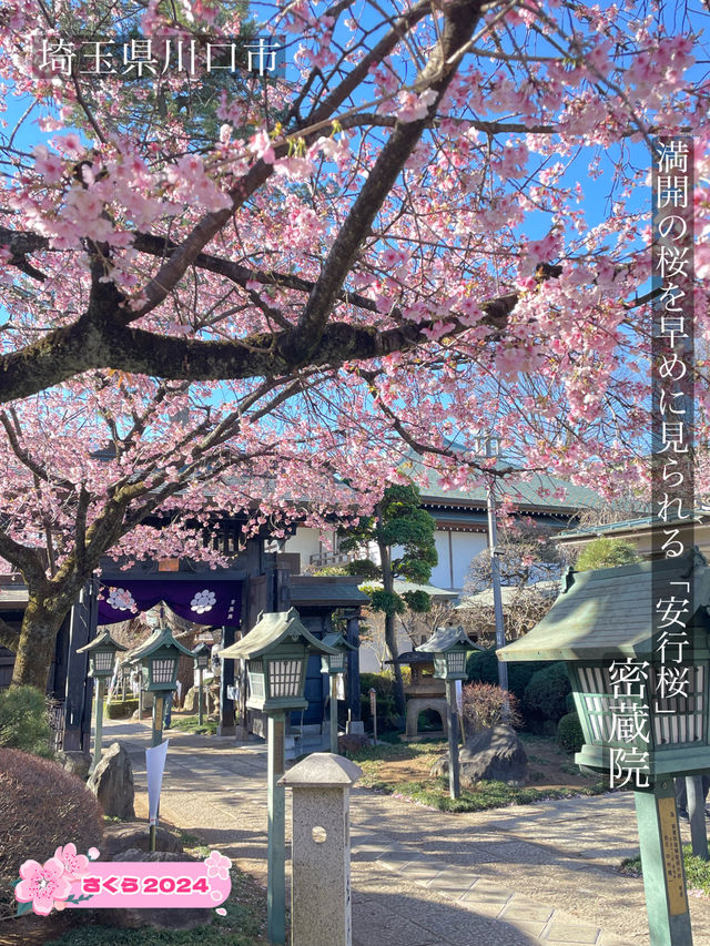 【密蔵院/埼玉県】満開の桜を早めに見られる「安行桜」