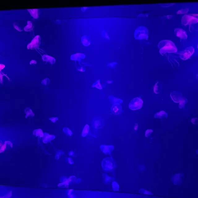 Coex Aquarium 💭✨