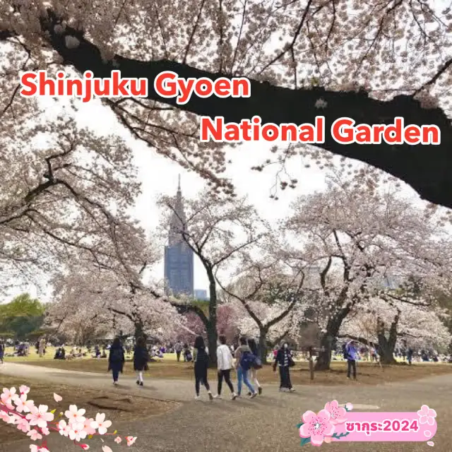 ซากุระจะบานสะพรั่งที่Shinjuku Gyoen