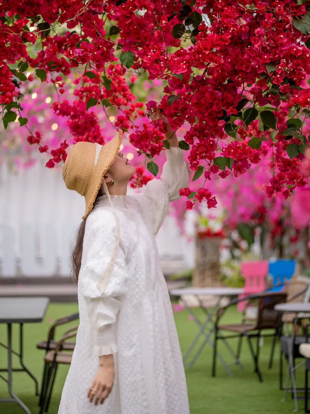 ブーゲンビリアが咲き誇る絶好のフォトスポット🌺✨