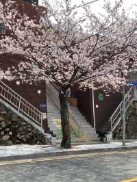 부산 벚꽃 명소 닥밭골벽화 마을 